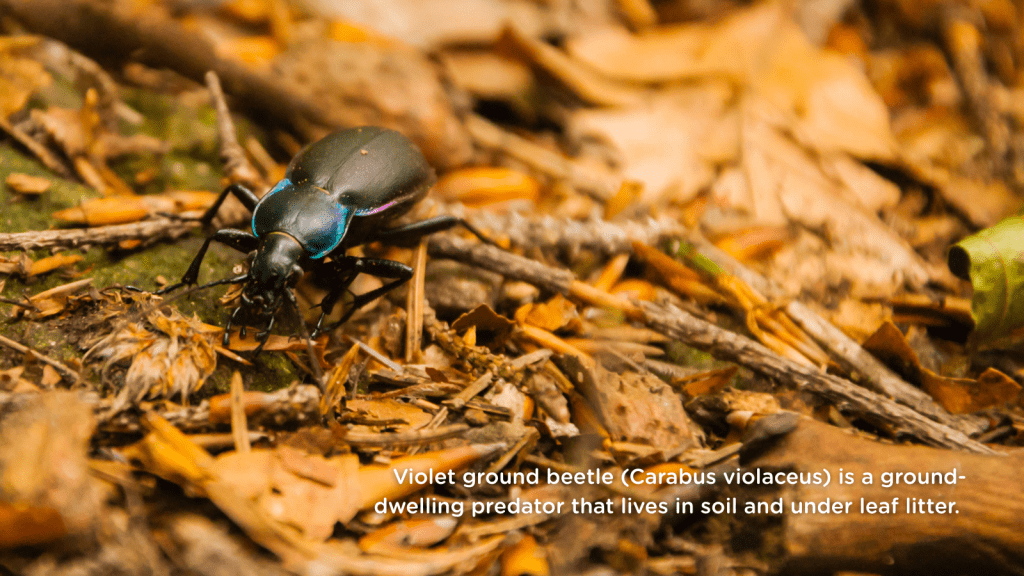 Violet ground beetle (Carabus violaceus) is a ground-dwelling predator that lives in soil and under leaf litter.