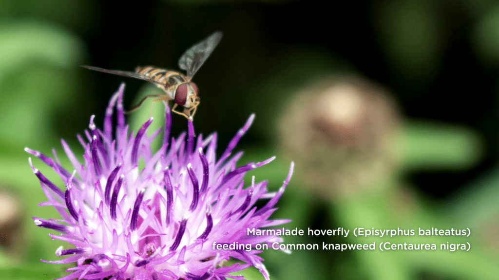 Marmalade hoverfly (Episyrphus balteatus) feeding on Common knapweed (Centaurea nigra)