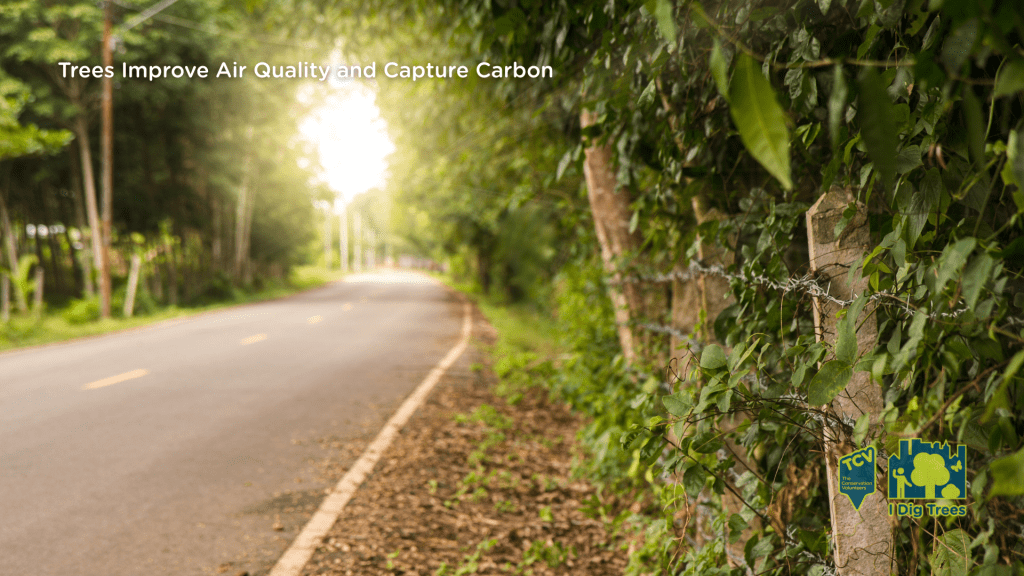 A densely tree-lined road bordered by wire fencing.