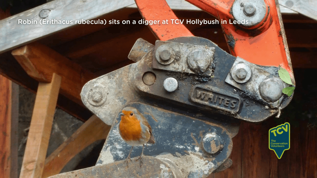 Robin (Erithacus rubecula) sits on a digger at TCV Hollybush in Leeds.