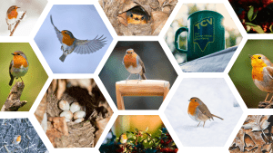 European robin (Erithacus rubecula) collage