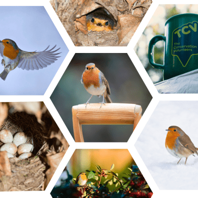 European robin (Erithacus rubecula) collage
