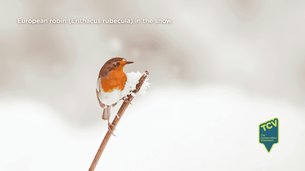 A European robin (Erithacus rubecula) perched on a snow-covered branch, showcasing its vibrant orange breast against the winter landscape.