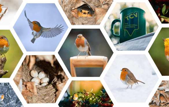 European robin (Erithacus rubecula) collage