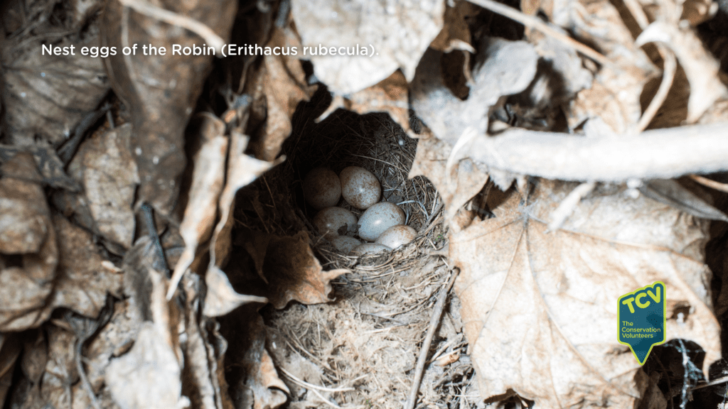 Nest eggs of the Robin (Erithacus rubecula) nestled among dry leaves.