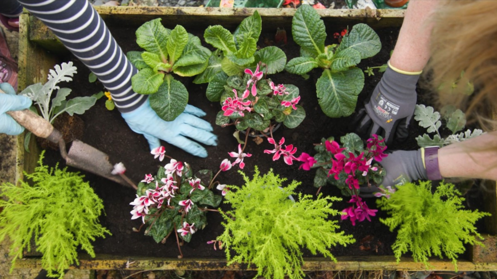 TCV volunteers planting up a raised bed with cyclamens and primroses.