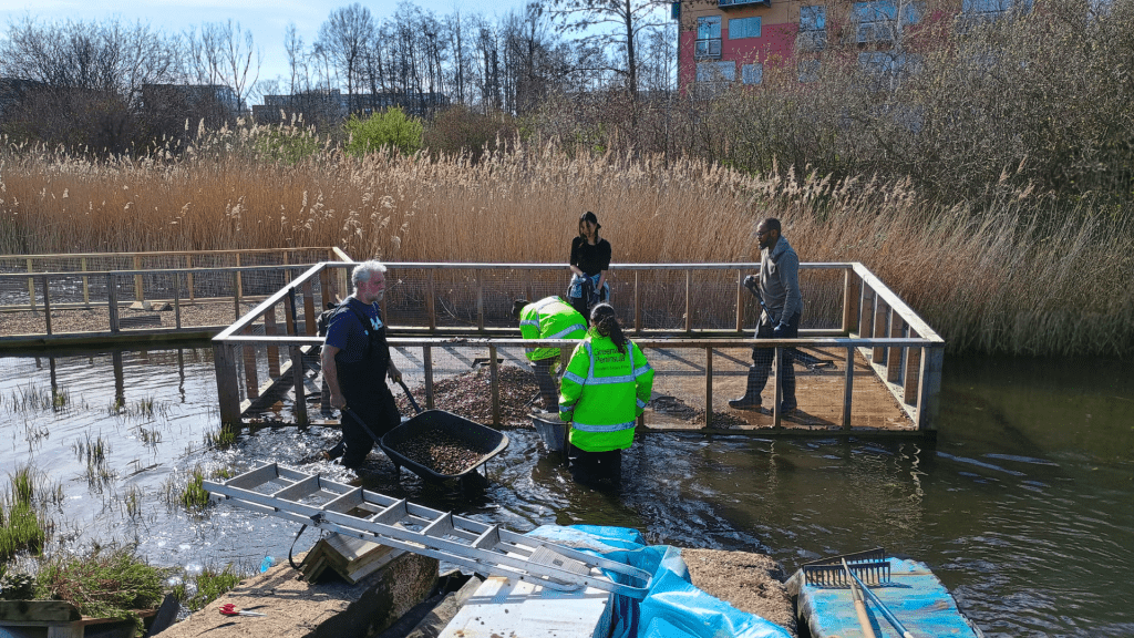 TCV and Investec employees at Greenwich Peninsula Ecology Park adding shingle to a nesting raft for Common Terns.