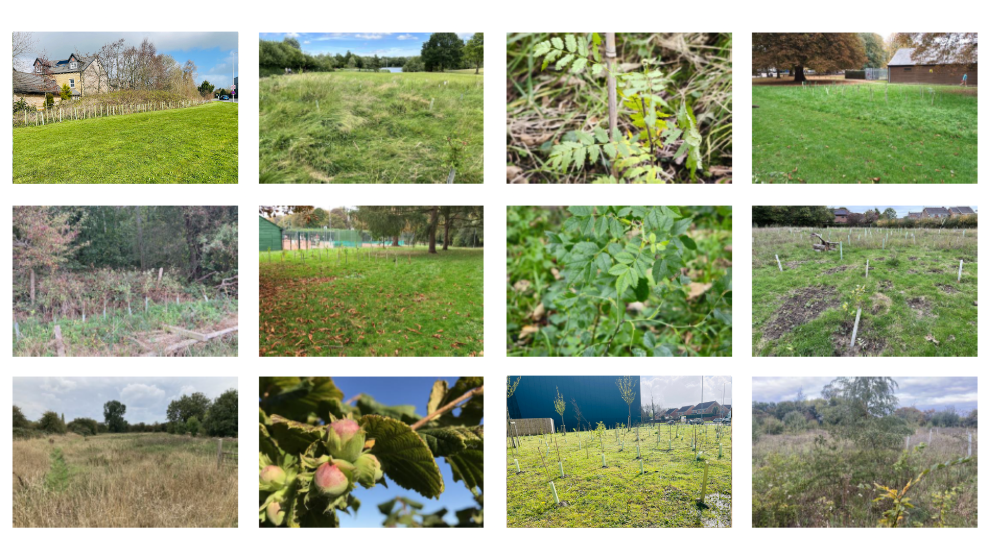 A collage of I Dig Trees planting locations gathered via the app