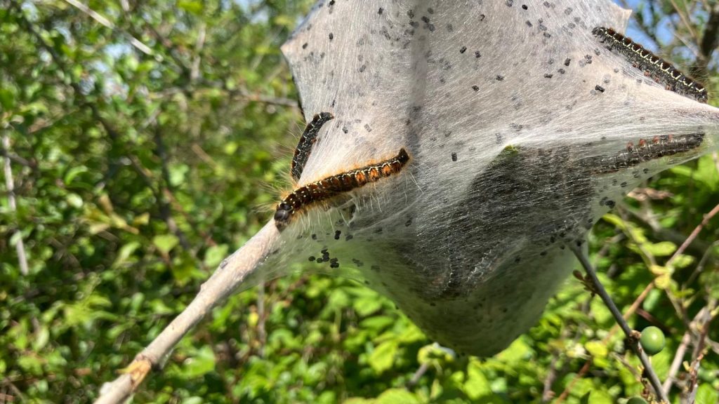 Caterpillar silk nest in branch