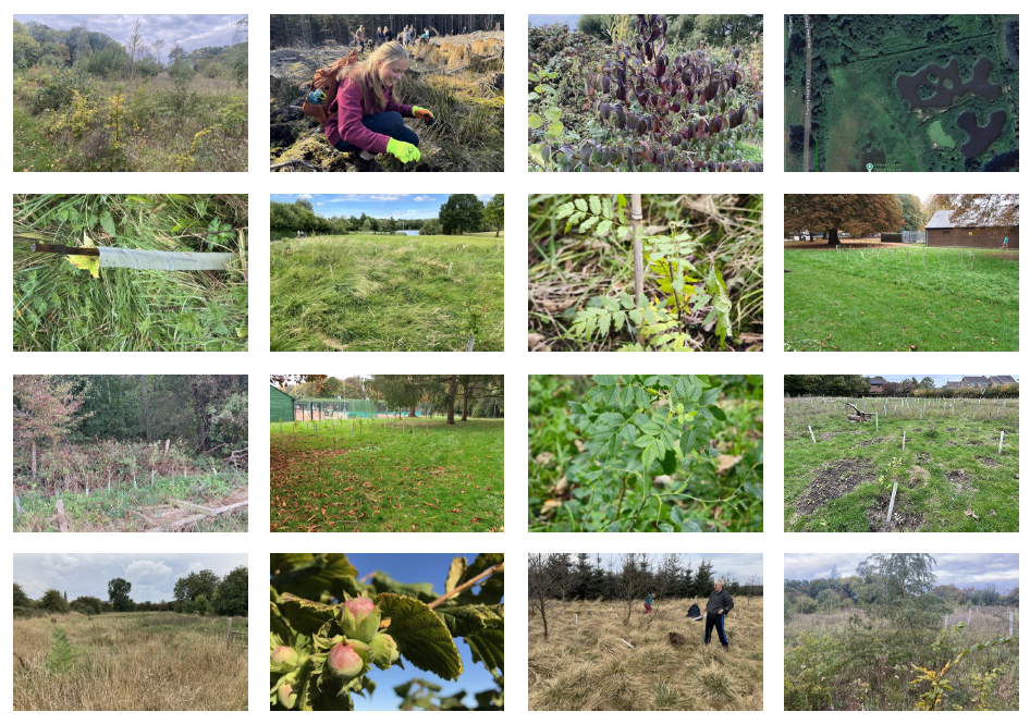 A collage of I Dig Trees planting locations gathered via the app