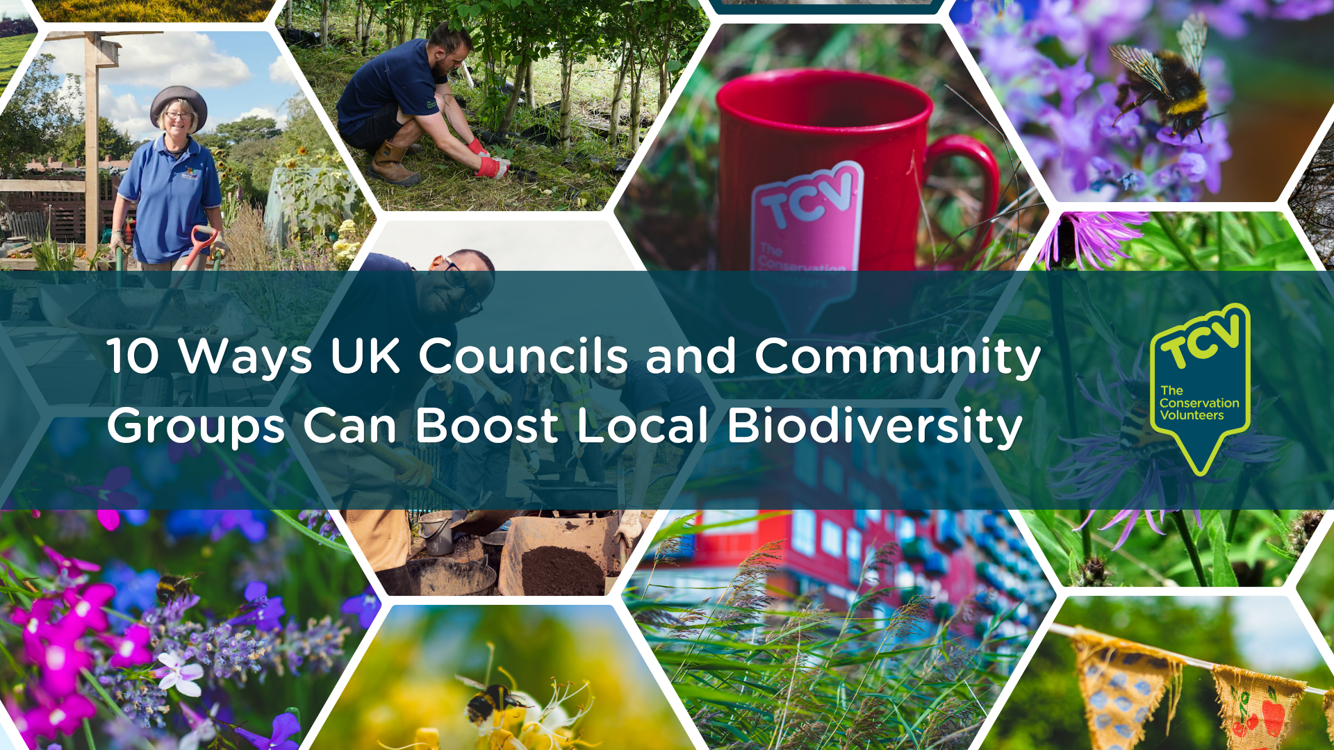 10 Ways UK Councils and Community Groups Can Boost Local Biodiversity