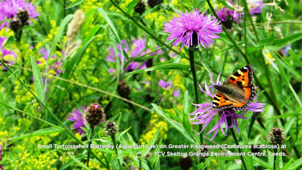 Small Tortoiseshell Butterfly (Aglais urticae) on Greater Knapweed (Centaurea scabiosa) at TCV Skelton Grange Environment Centre, Leeds.