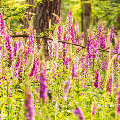 Foxglove (Digitalis purpurea)