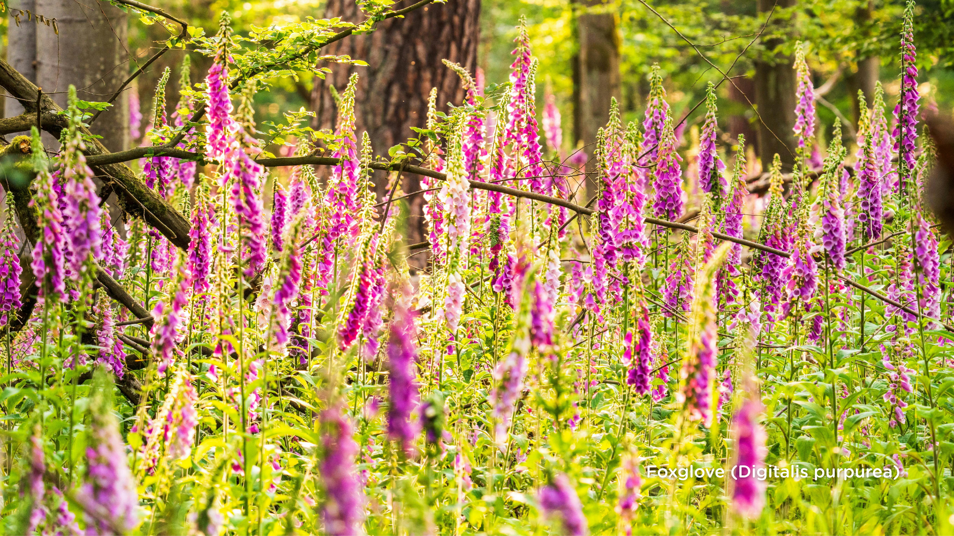 Foxglove (Digitalis purpurea)