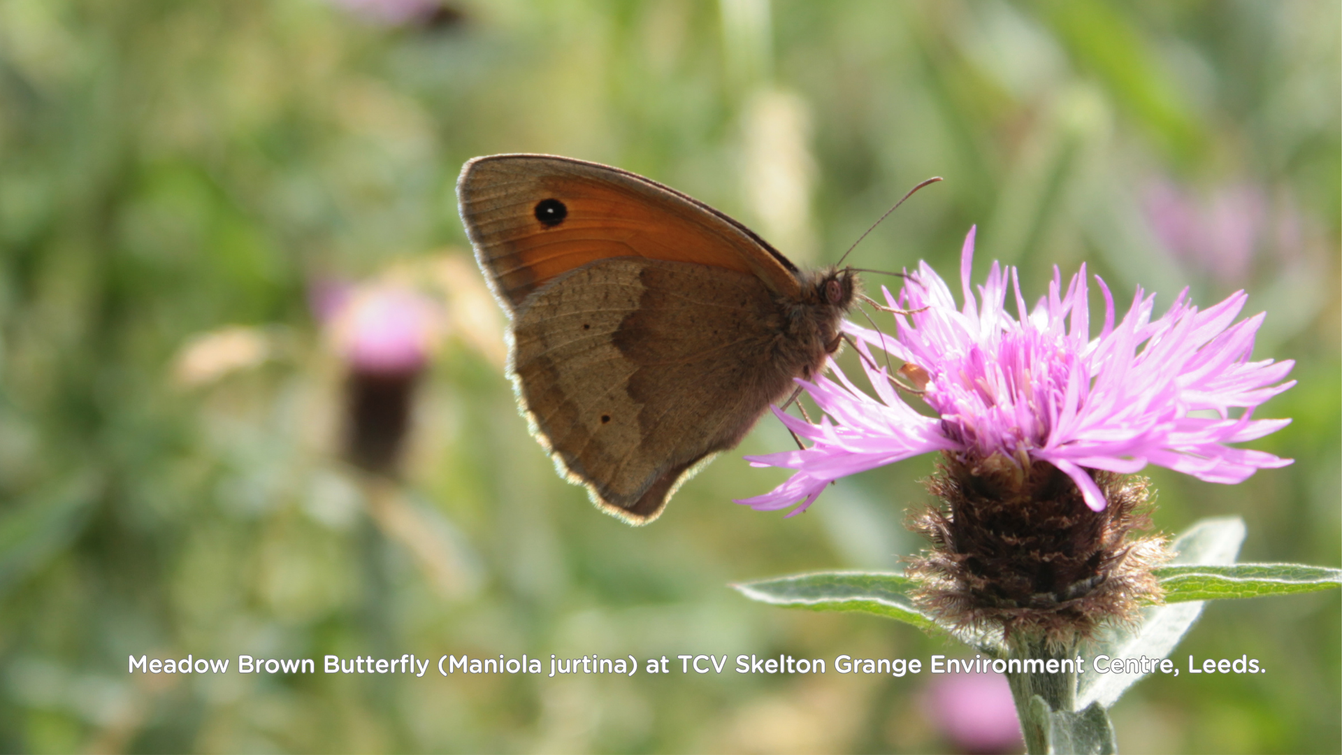 Meadow Brown Butterfly (Maniola jurtina) at TCV Skelton Grange Environment Centre, Leeds.