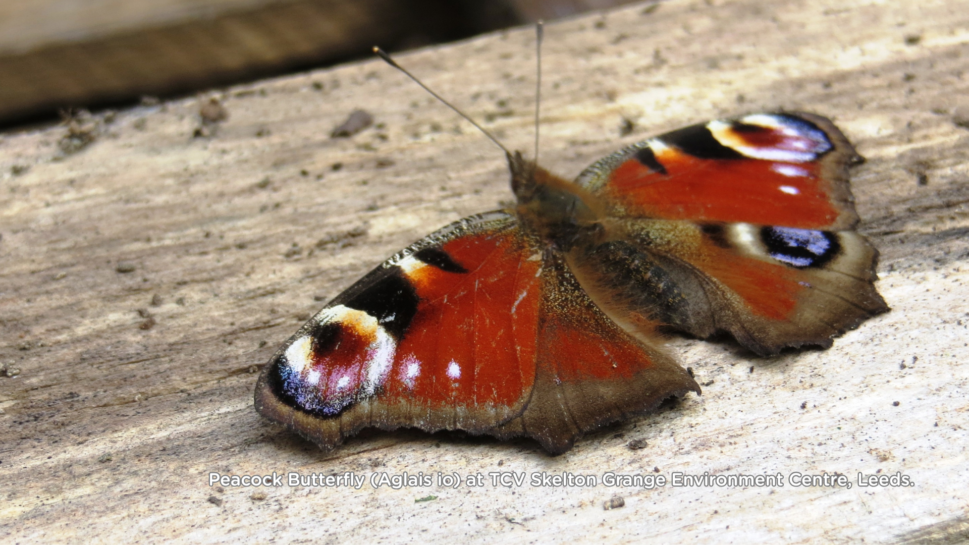 Peacock Butterfly (Aglais io) at TCV Skelton Grange Environment Centre, Leeds.