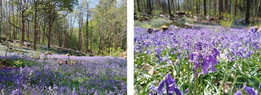 Bluebells in South Wood near Ninfield in East Sussex