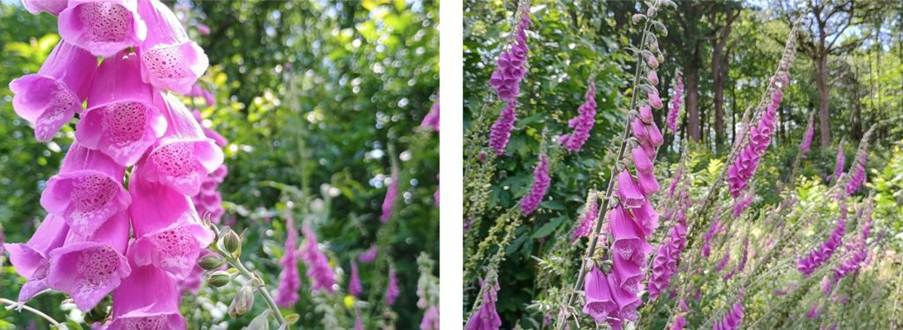 Foxglove (Digitalis purpurea) in South Wood near Ninfield in East Sussex