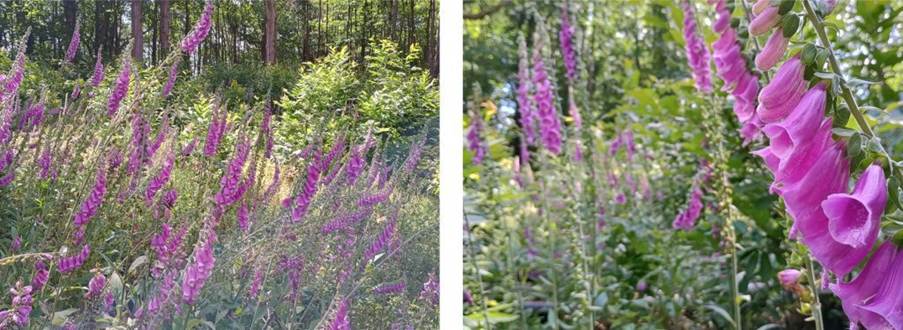 Foxglove (Digitalis purpurea) in South Wood near Ninfield in East Sussex
