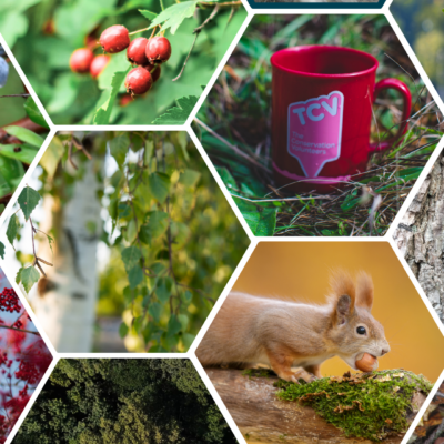 2026 TCV Blog - Top UK Native Trees and Shrubs to Plant in Autumn collage