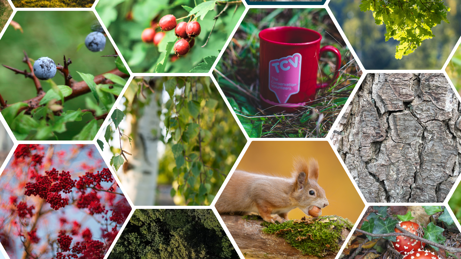 2026 TCV Blog - Top UK Native Trees and Shrubs to Plant in Autumn collage