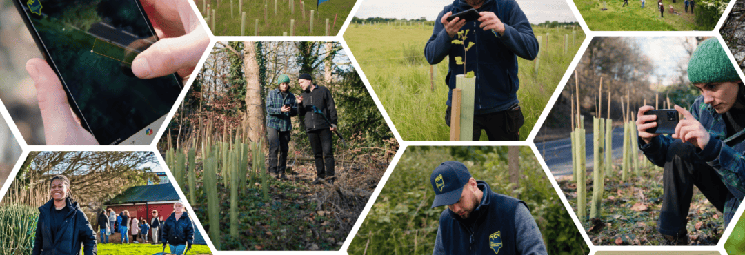 TCV I Dig Trees collage of tree planting and inspections