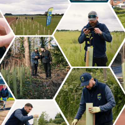 TCV I Dig Trees collage of tree planting and inspections