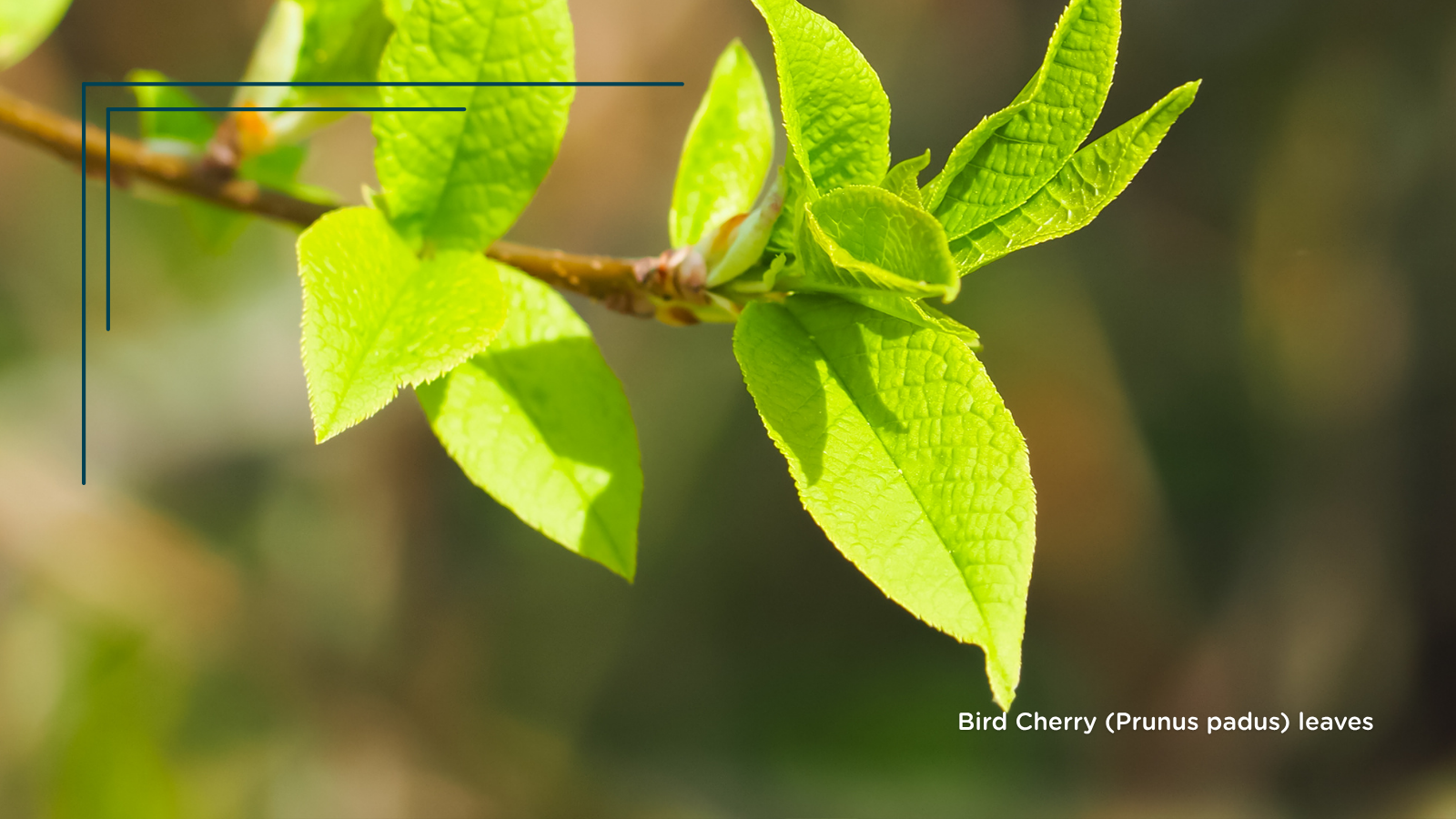 Bird Cherry (Prunus padus) (young leaves)