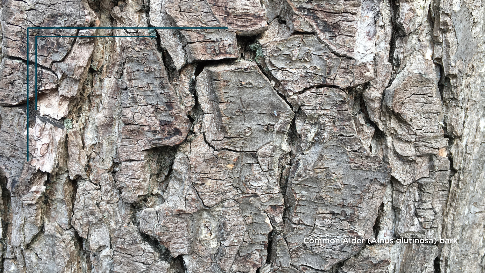 Common Alder (Alnus glutinosa) (Bark)