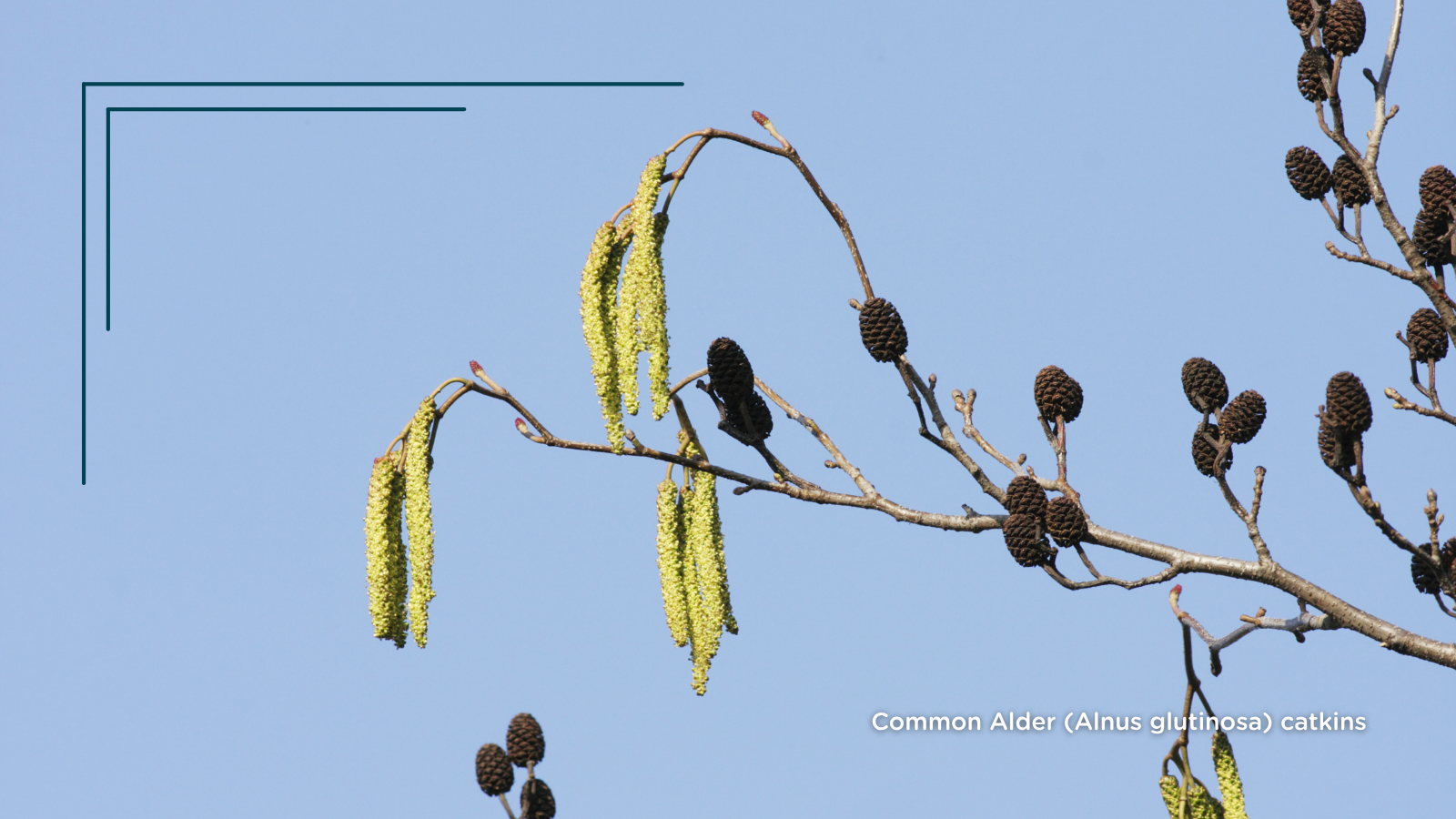 Common Alder (Alnus glutinosa) (Catkins)