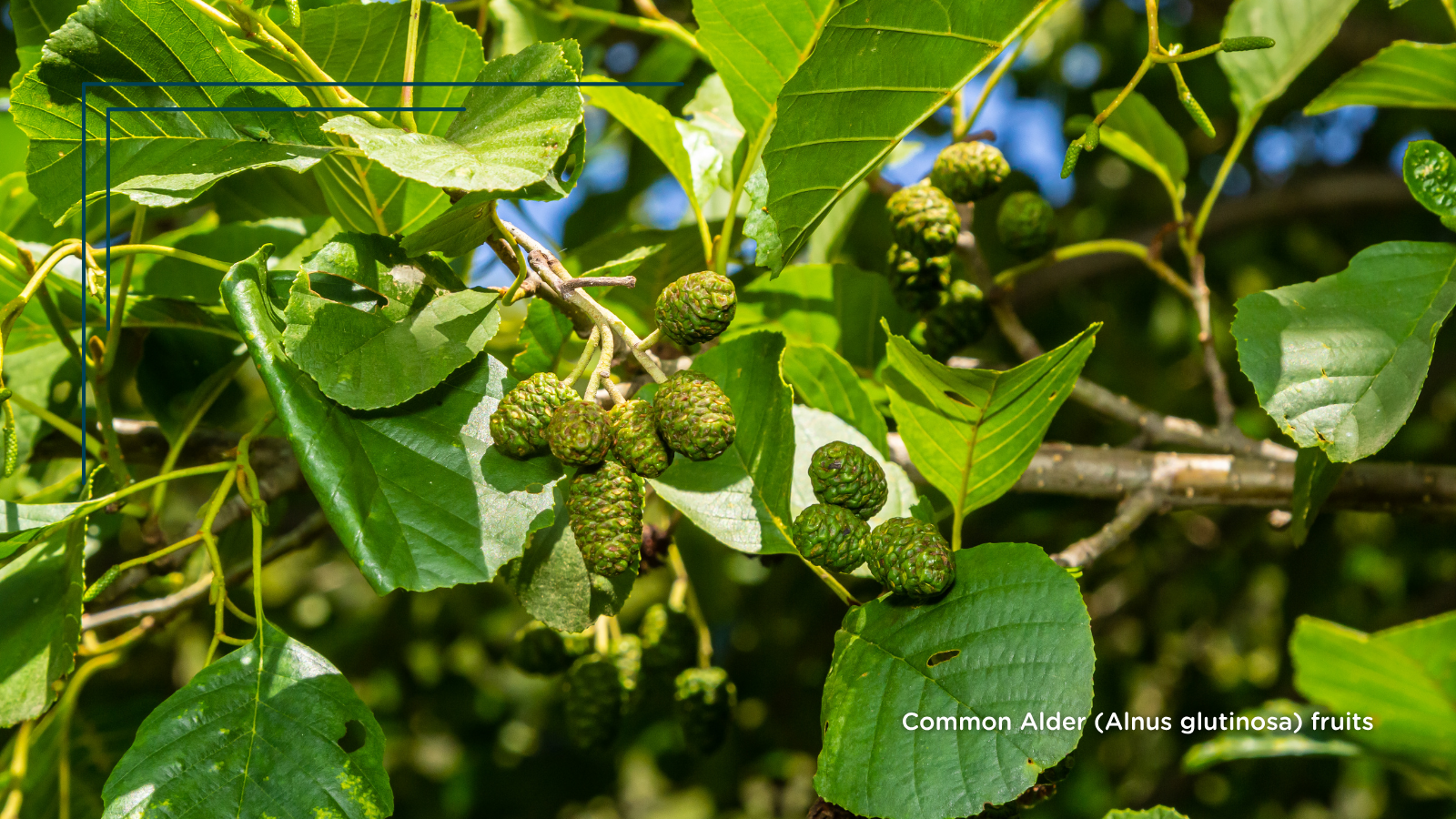 Common Alder (Alnus glutinosa) (Fruit)