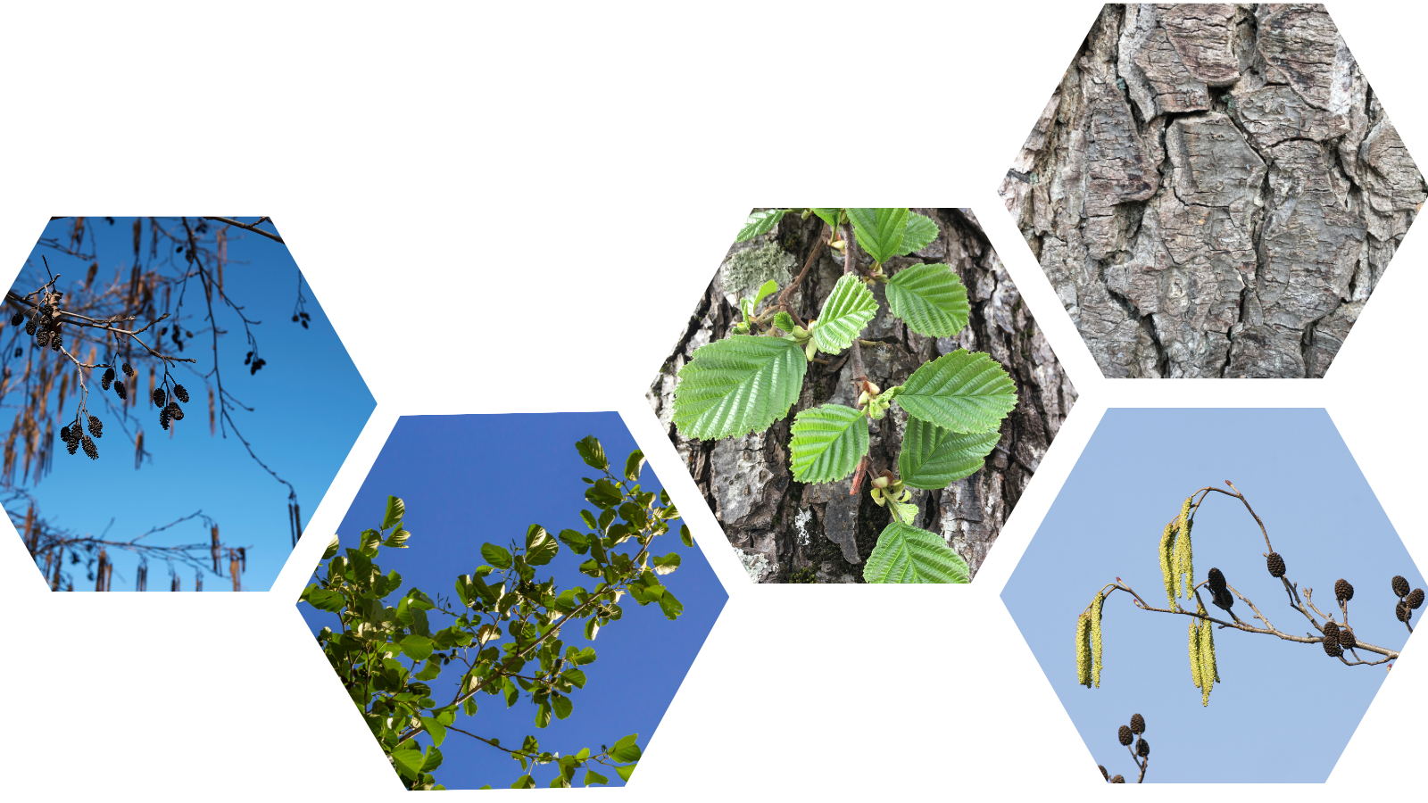 Common Alder (Alnus glutinosa) (Header)