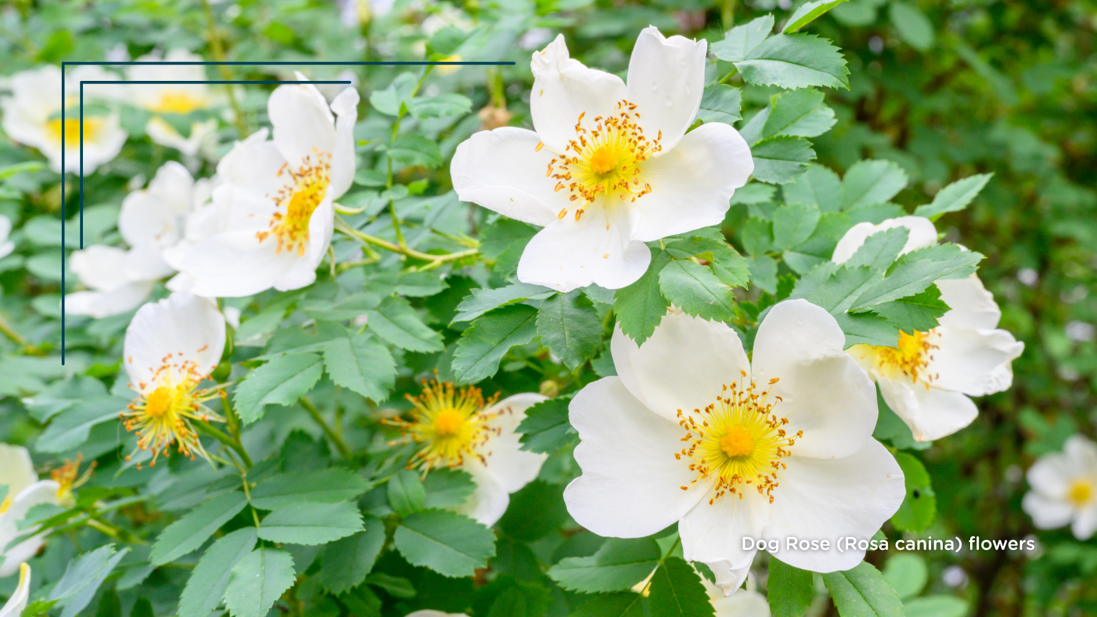 Dog Rose (Rosa canina) (Flowers)