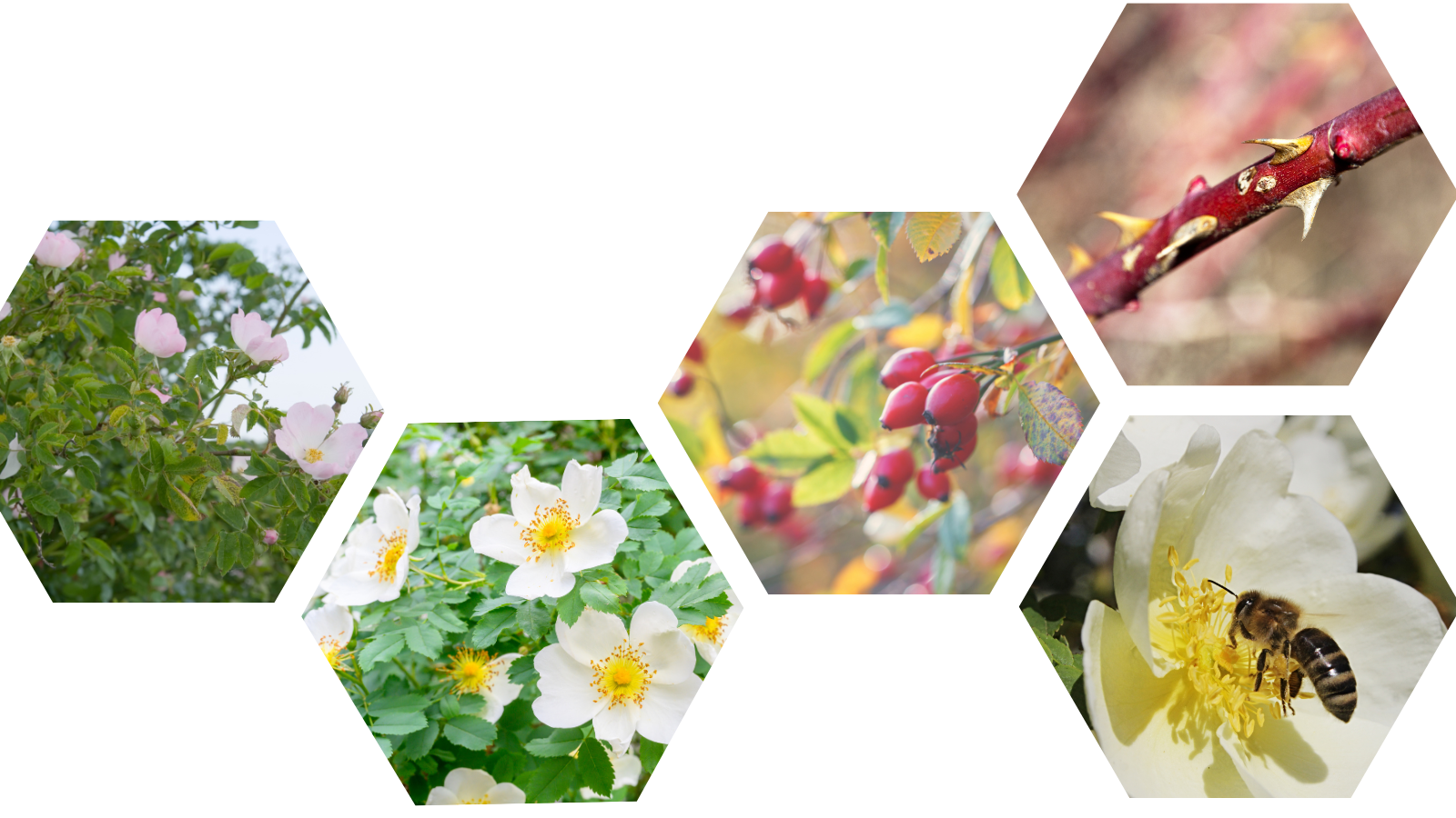 Dog Rose (Rosa canina) (Header) 1