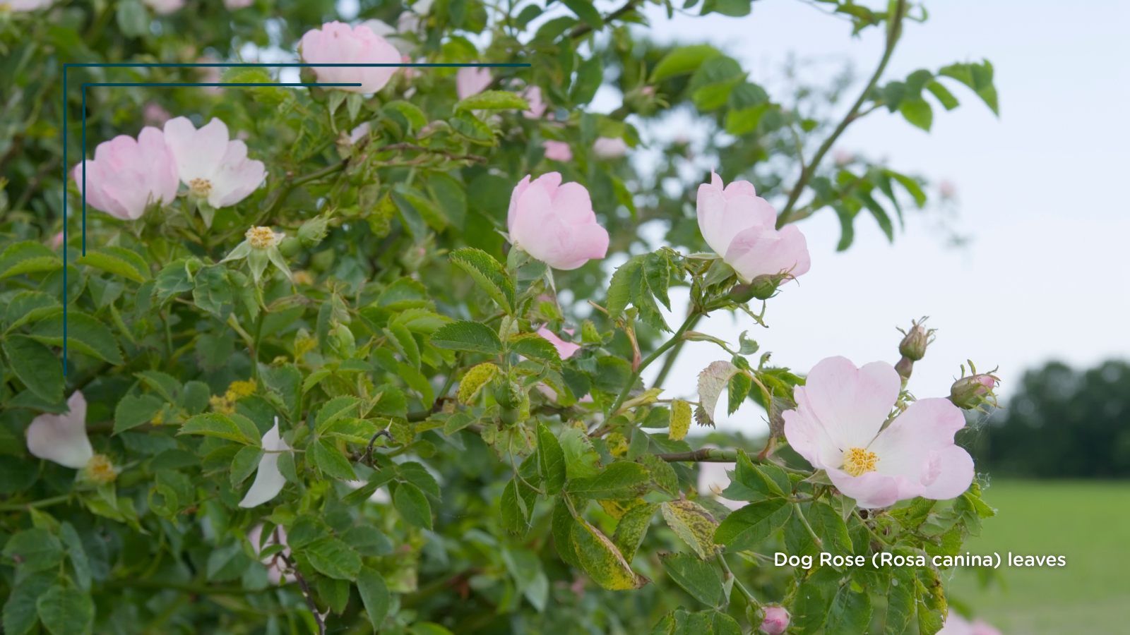Dog Rose (Rosa canina) leaves