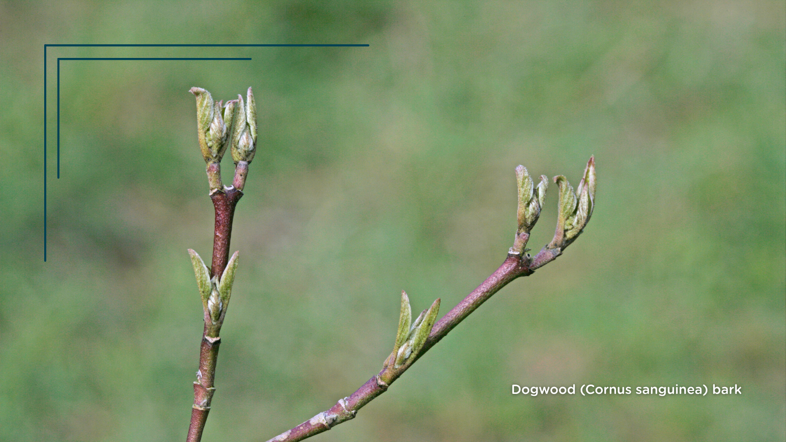 Dogwood (Cornus sanguinea) (Bark)