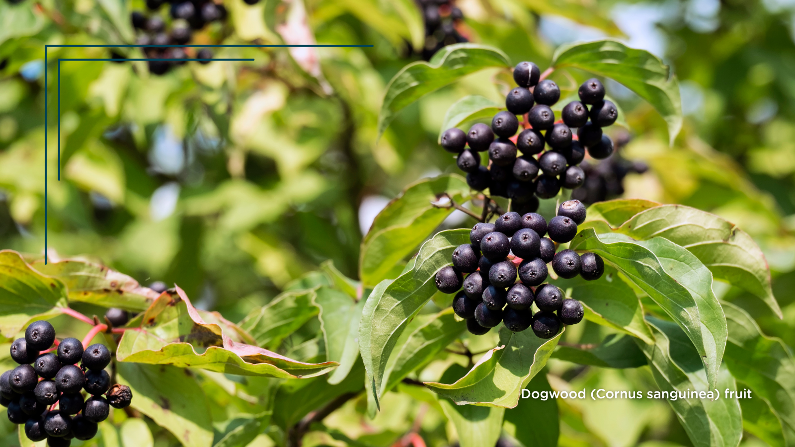 Dogwood (Cornus sanguinea) (Fruits)