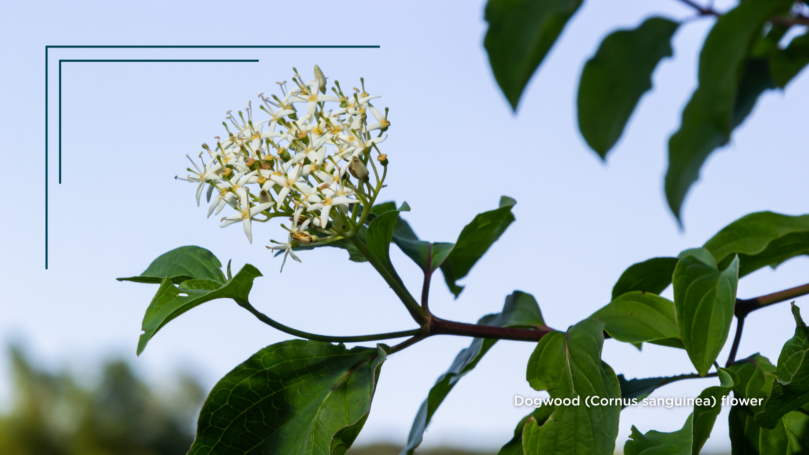 Dogwood (Cornus sanguinea) flower