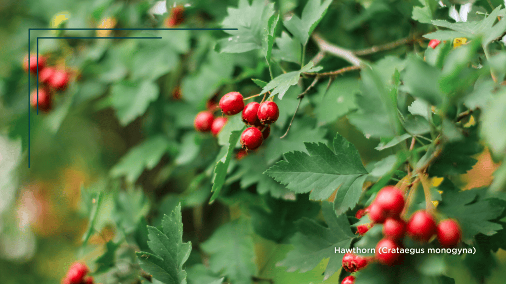 Hawthorn (Crataegus monogyna) striking red fruit and leaves