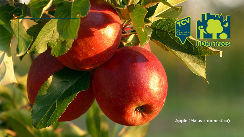 TCV I Dig Trees Fruit Trees Image - Apple (Malus x domestica) (1)