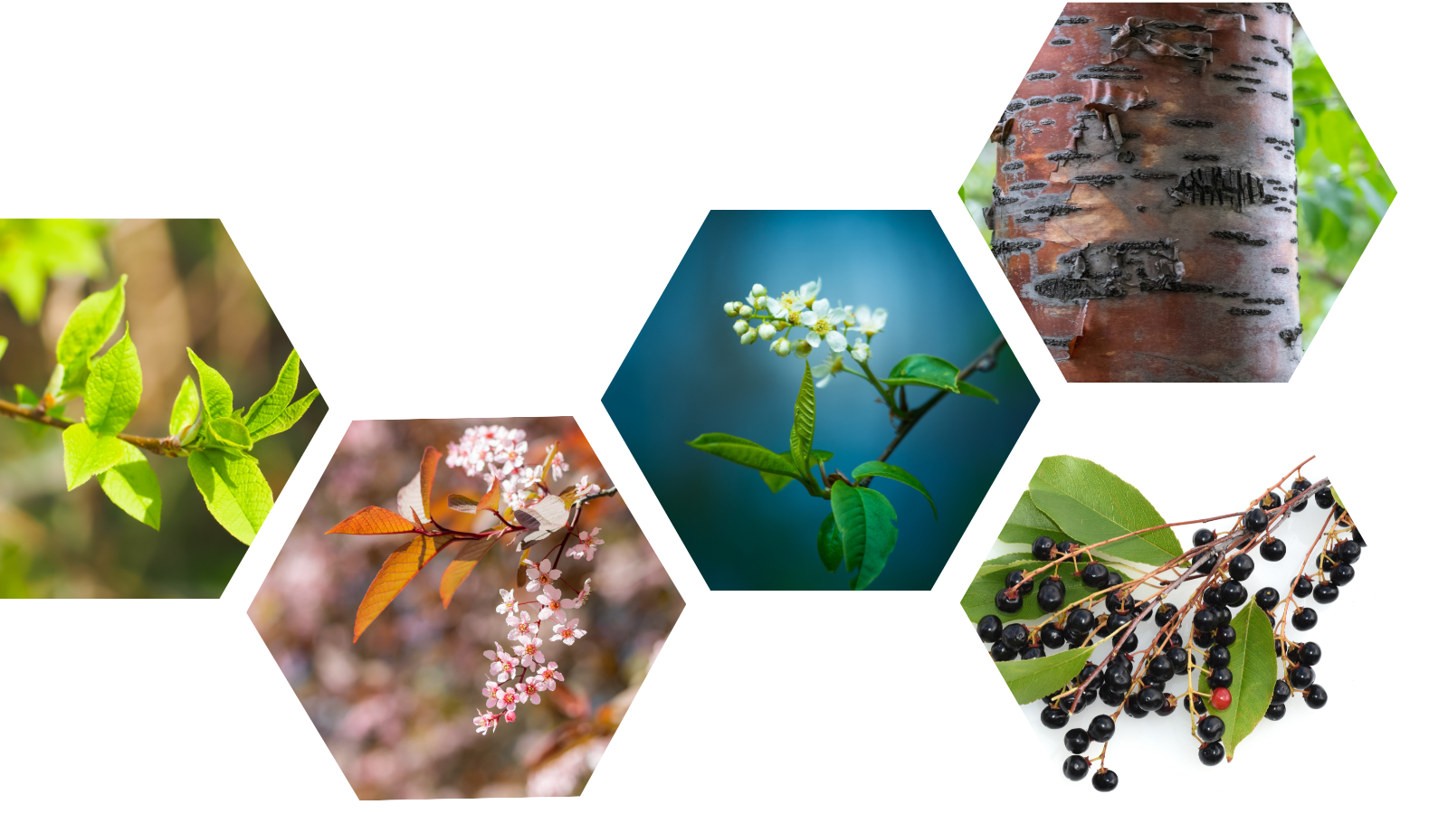 TCV Plant profile Bird Cherry (Prunus padus) header collage test