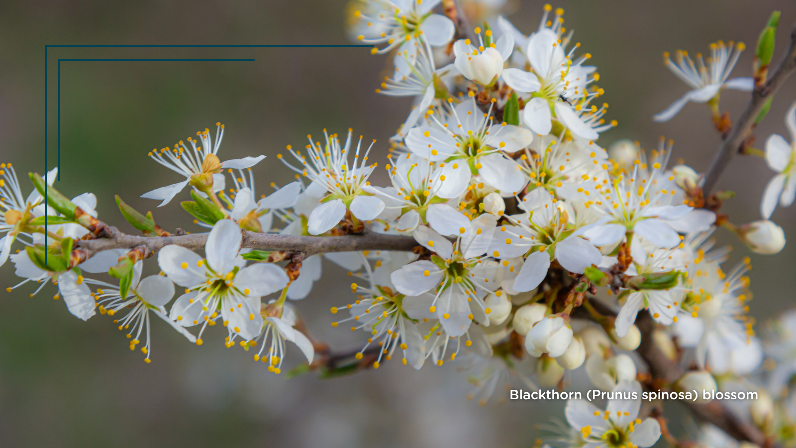 TCV Plant profile Blackthorn (Prunus spinosa) (Flowers)