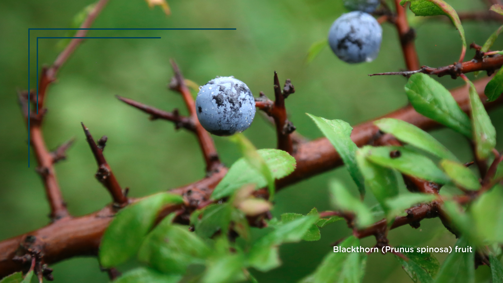 TCV Plant profile Blackthorn (Prunus spinosa) (Fruit) (2)
