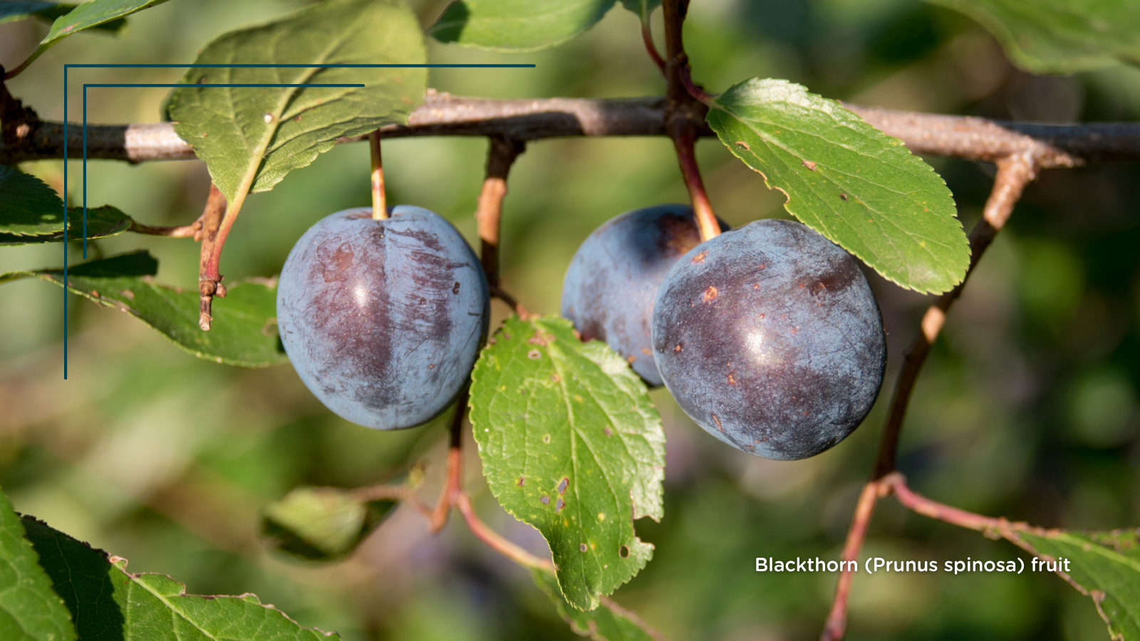 TCV Plant profile Blackthorn (Prunus spinosa) (Fruit)