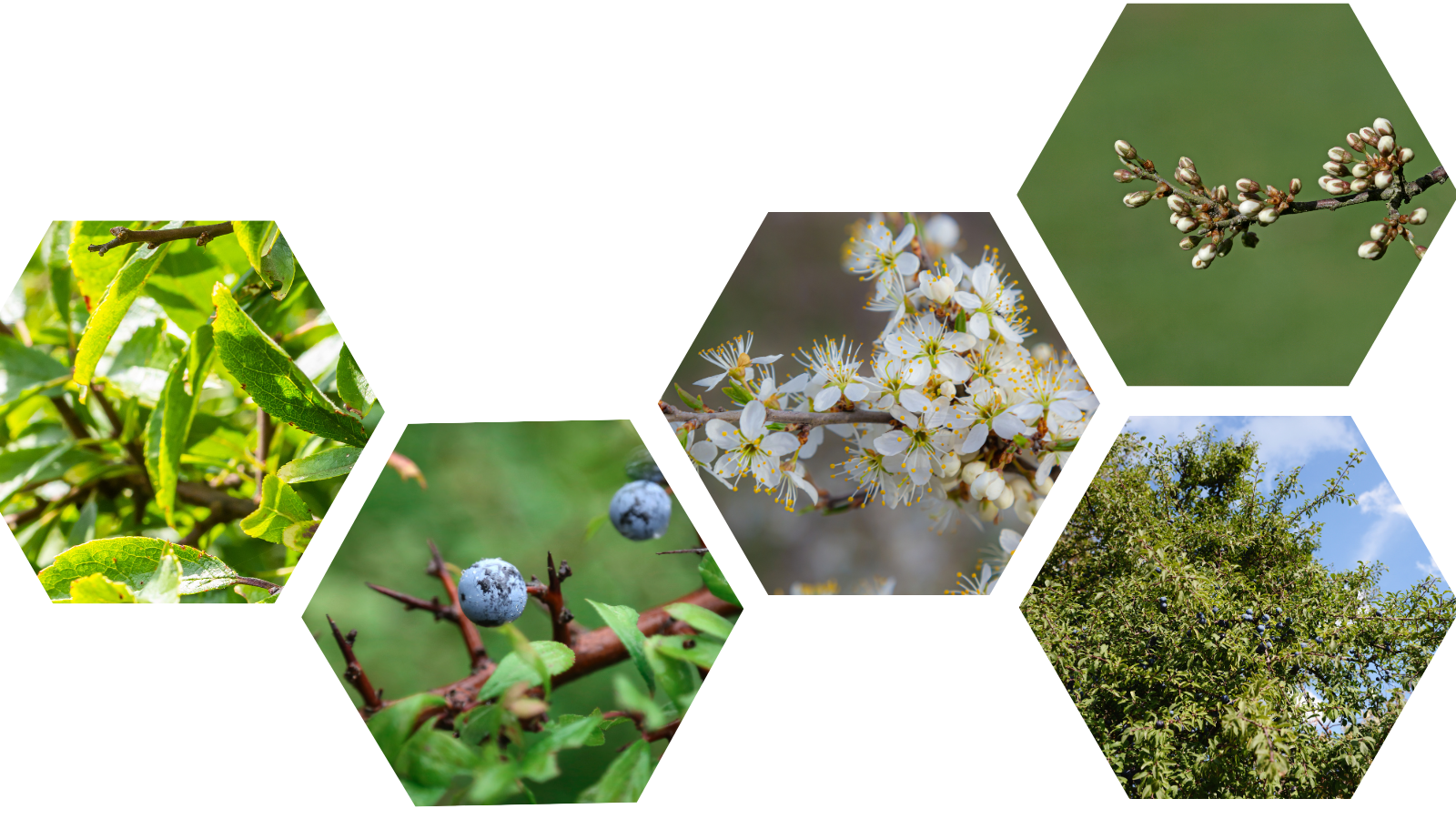 TCV Plant profile Blackthorn (Prunus spinosa) (Header) (2)