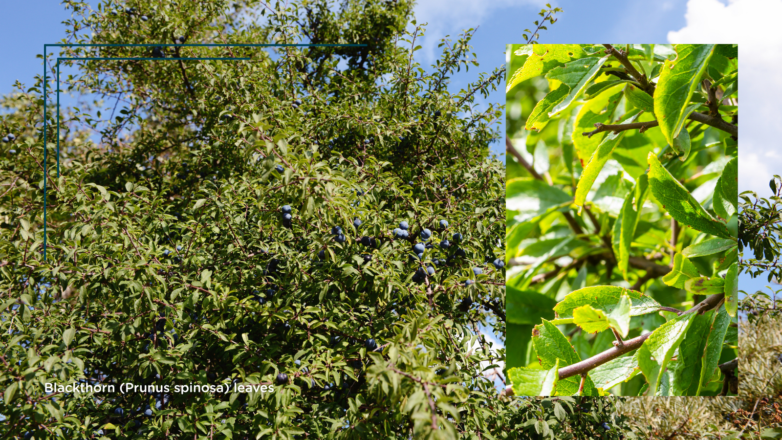 TCV Plant profile Blackthorn (Prunus spinosa) (Leaves)