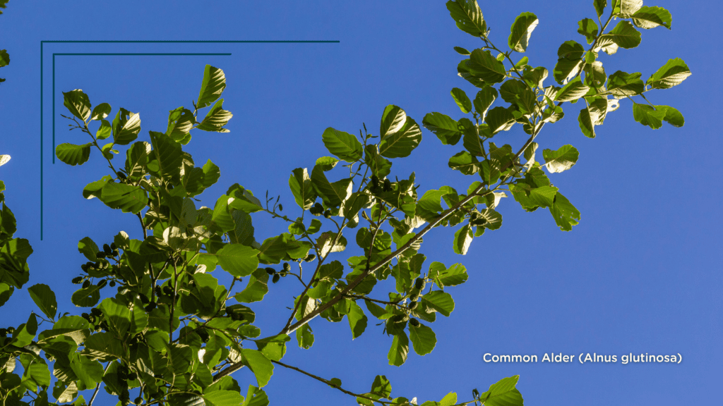 TCV Plant profile Common Alder (Alnus glutinosa) leaves and cones with a blue sky backdrop