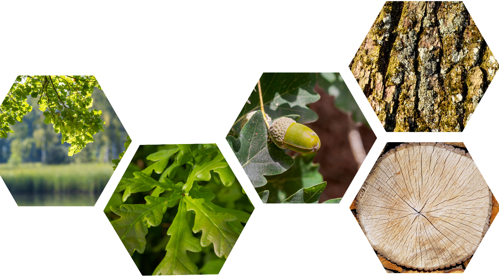 TCV Plant profile Common Oak (Quercus robur) (Header)