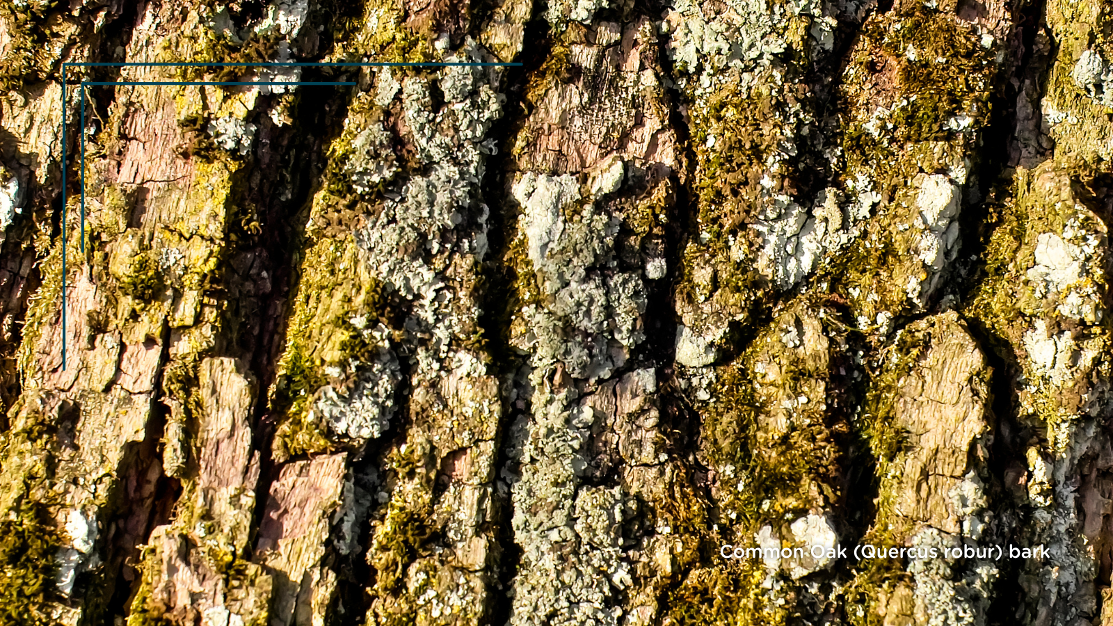 TCV Plant profile Common Oak (Quercus robur) (bark)