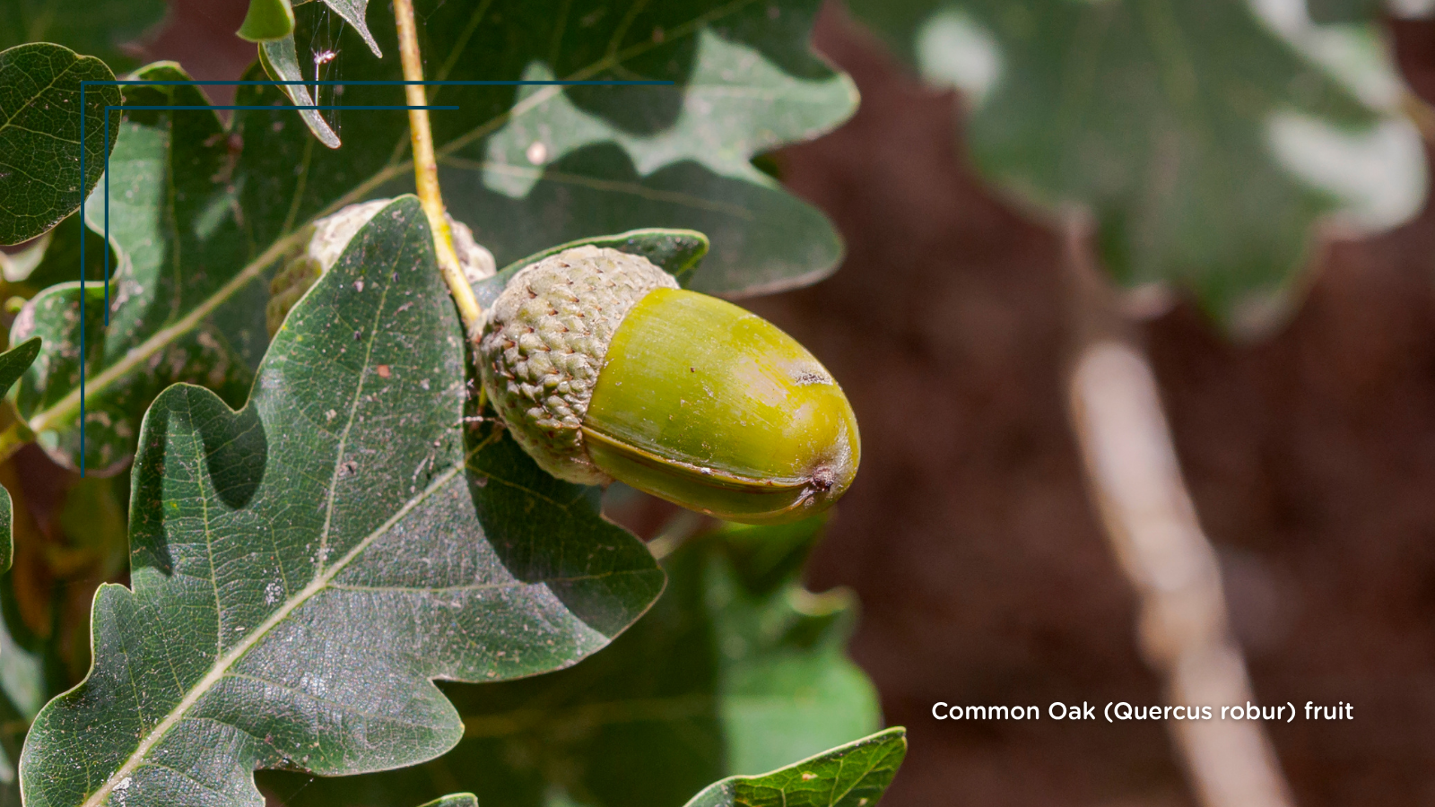 TCV Plant profile Common Oak (Quercus robur) (fruit)